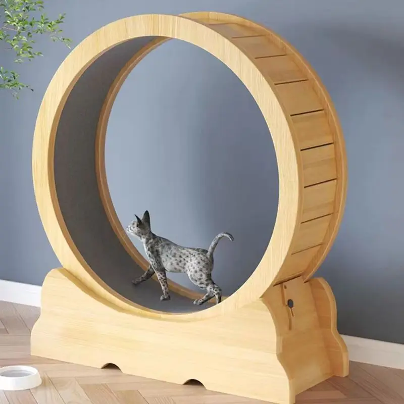 Cat fitness wheel indoor toy c - Interactive Cat Toy review and price